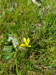 Moraea fugacissima