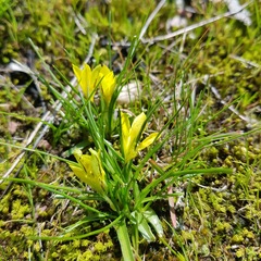 Moraea fugacissima