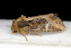 Helotropha reniformis