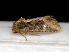 Helotropha reniformis