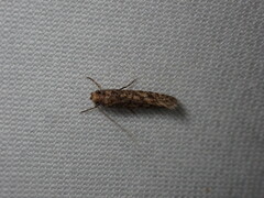 Amydria effrenatella