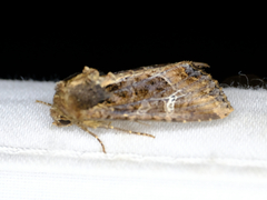 Helotropha reniformis