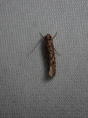 Amydria effrenatella