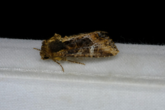 Helotropha reniformis