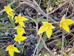 Caladenia flava
