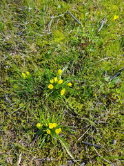 Moraea fugacissima