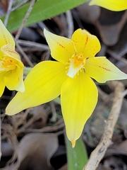 Caladenia flava