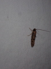 Amydria effrenatella