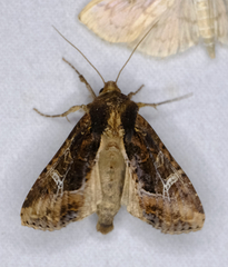 Helotropha reniformis