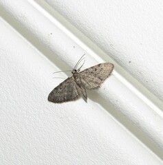 Eupithecia miserulata