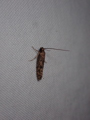 Amydria effrenatella