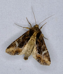 Helotropha reniformis