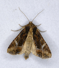 Helotropha reniformis