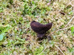 Plicariella