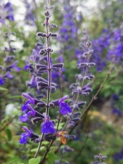 Salvia melissodora