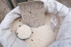 Apis mellifera scutellata