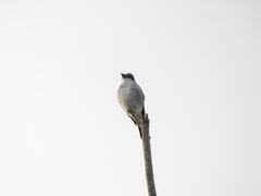 Tyrannus dominicensis
