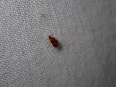 Cimicoidea