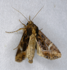 Helotropha reniformis