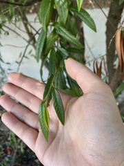 Cotoneaster salicifolius