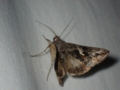 Autographa californica