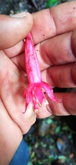 Fuchsia petiolaris