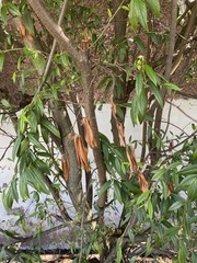 Cotoneaster salicifolius