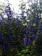 Salvia melissodora