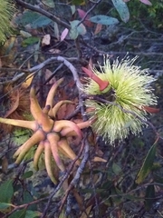 Eucalyptus conferruminata