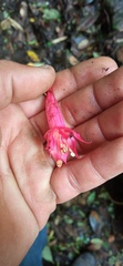 Fuchsia petiolaris