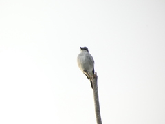 Tyrannus dominicensis