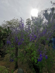 Salvia melissodora