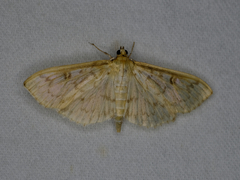 Herpetogramma aquilonalis