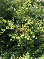 Viburnum opulus opulus