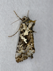 Syngrapha rectangula