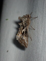 Autographa californica