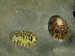 Sypharochiton pelliserpentis