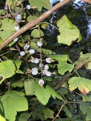 Ribes bracteosum