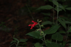Salvia fulgens