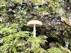 Amanita rhacopus