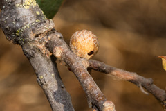 Burnettweldia washingtonensis