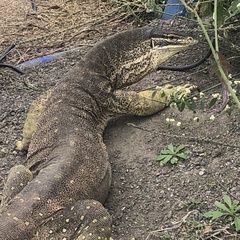 Varanus panoptes panoptes