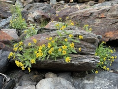 Arnica latifolia