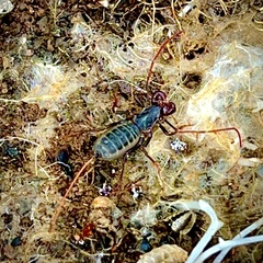 Mastigoproctus
