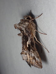 Autographa californica