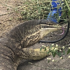 Varanus panoptes panoptes