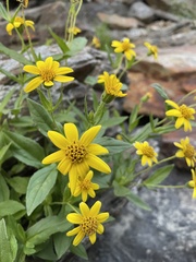 Arnica latifolia