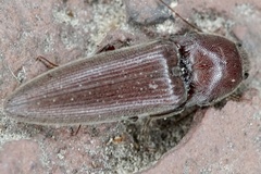 Elateroidea