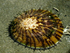 Cellana radians