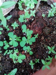 Phyllanthus urinaria